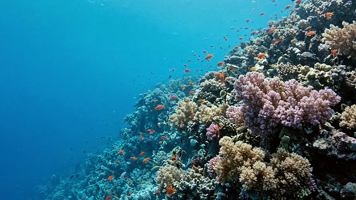Soft coral wall with reef fish